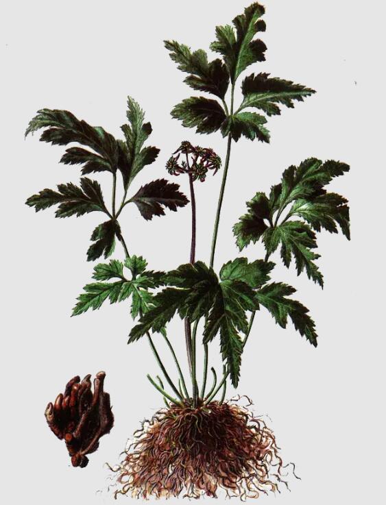 raw khoom ntawm berberine.jpg