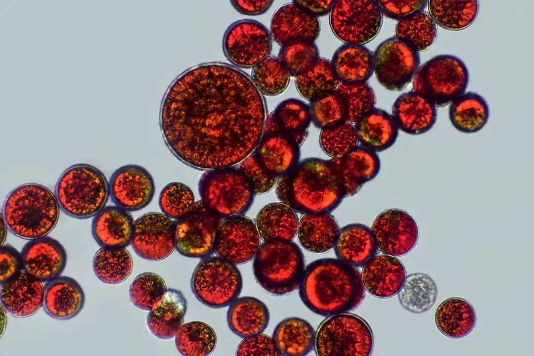 microalgae.jpg