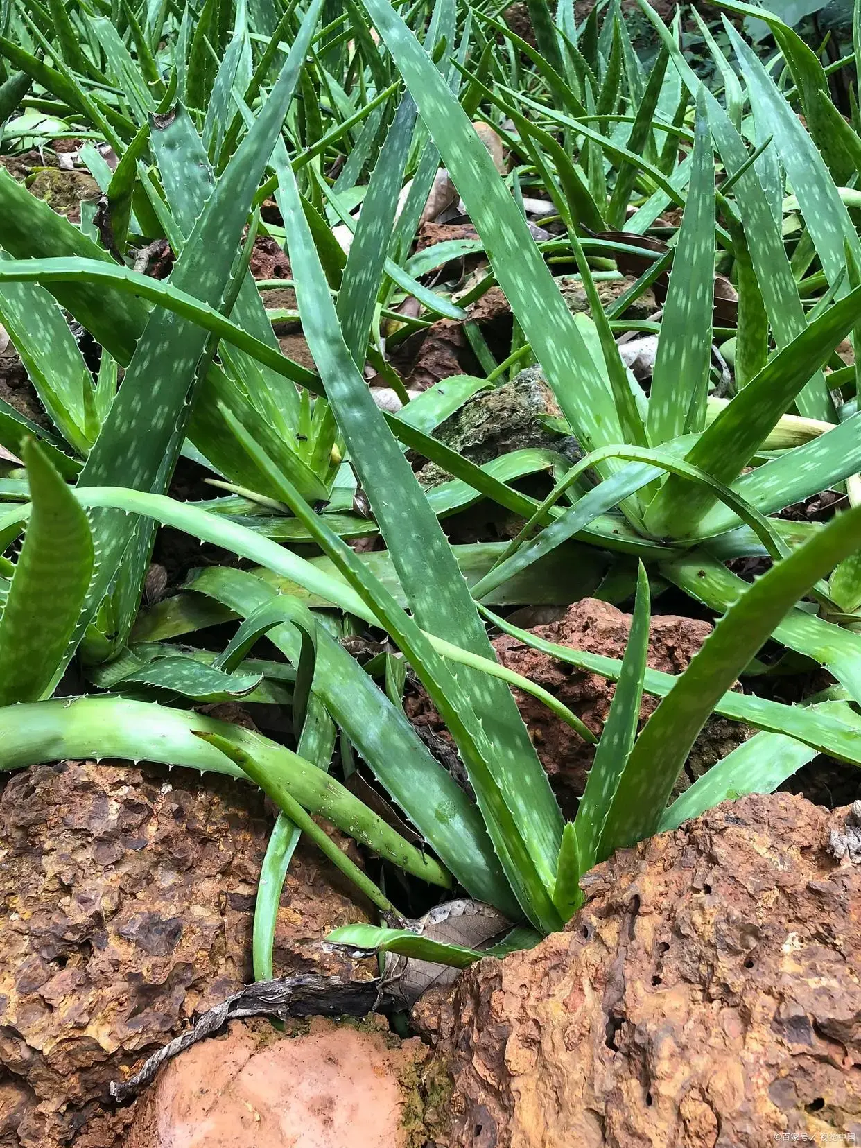 Fresh Aloe Vera