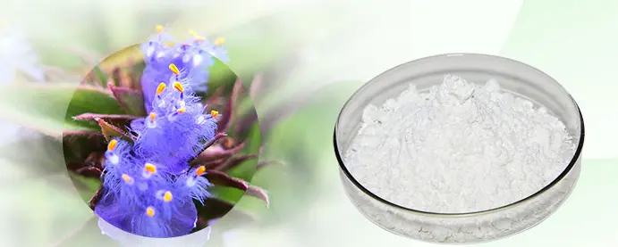 Cyanotis Arachnoidea Root Extract Cyanotis Arachnoidea Root Extract
