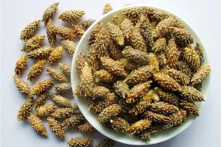 xanthium sibiricum fruit extract xanthium sibiricum fruit extract