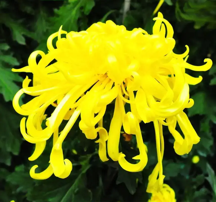 the specific Chrysanthemum 