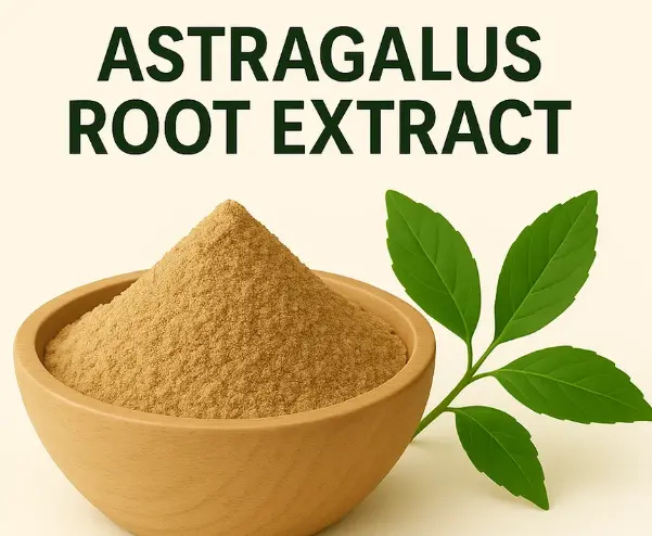 astragalus root extract powder
