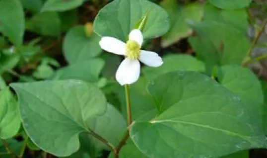 What is Houttuynia Cordata Oil? What is Houttuynia Cordata Oil?