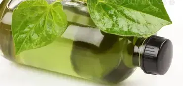 What is Houttuynia Cordata Oil? What is Houttuynia Cordata Oil?