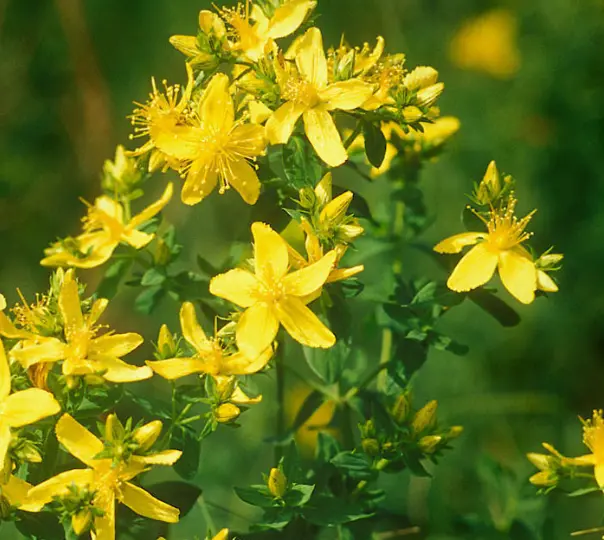 What is St. John's Wort Extract? What is St. John's Wort Extract?