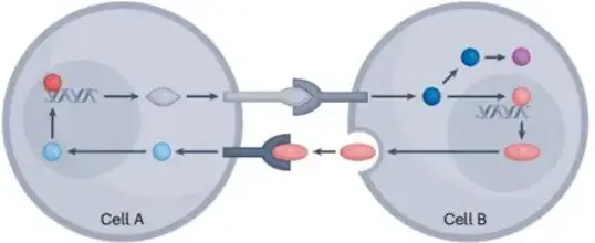 Core Product Functions Core Product Functions