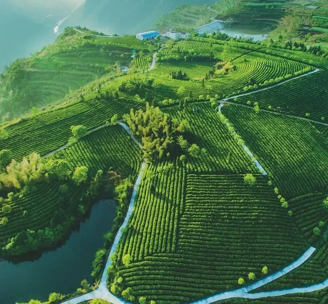 What is Green Tea Extract Powder? What is Green Tea Extract Powder?