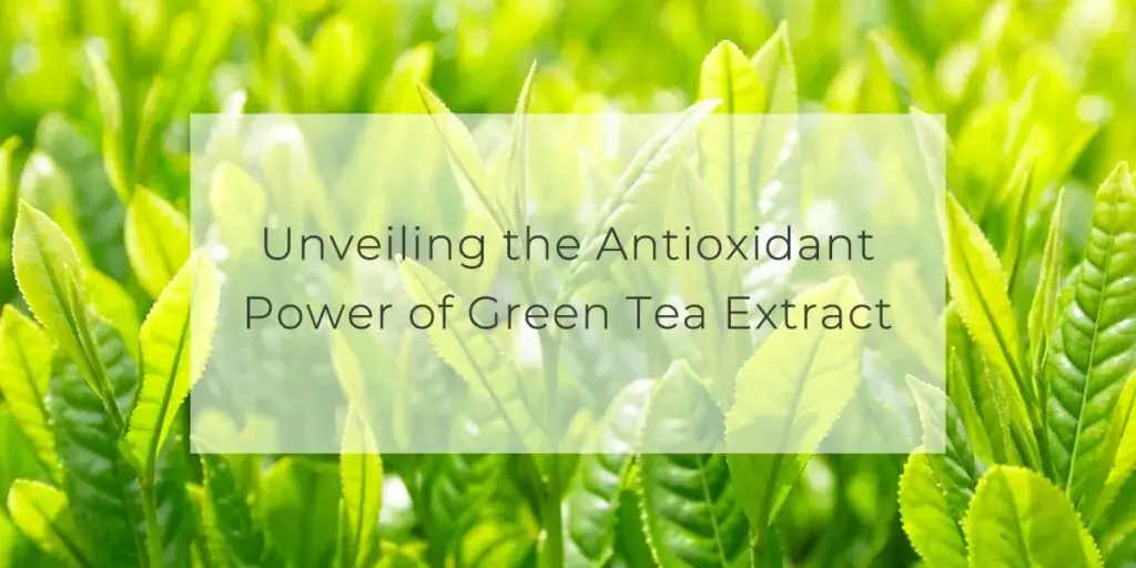 green tea extract powder green tea extract powder