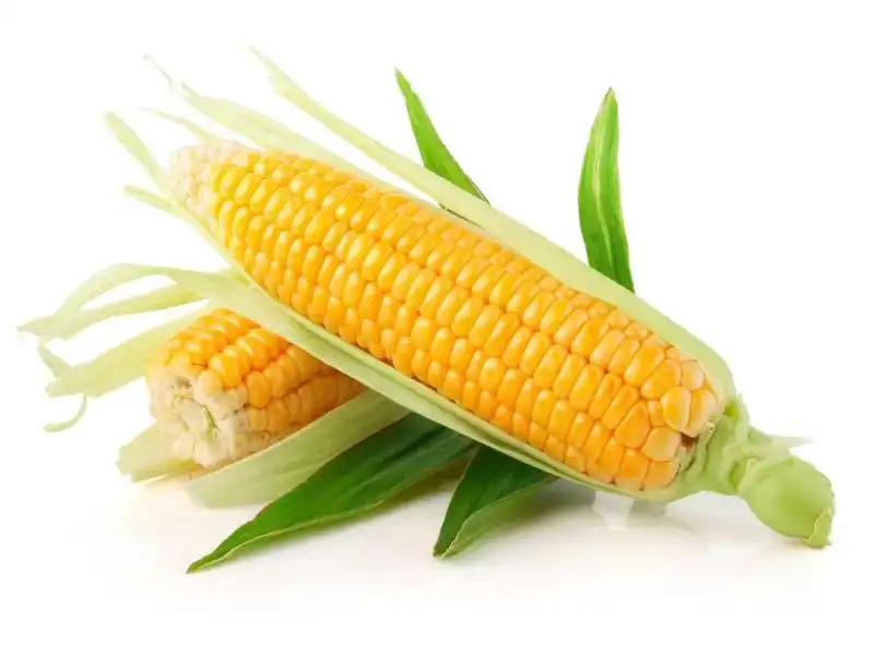 How Does XOS Powder Boost Digestive Wellness and Immunity?
