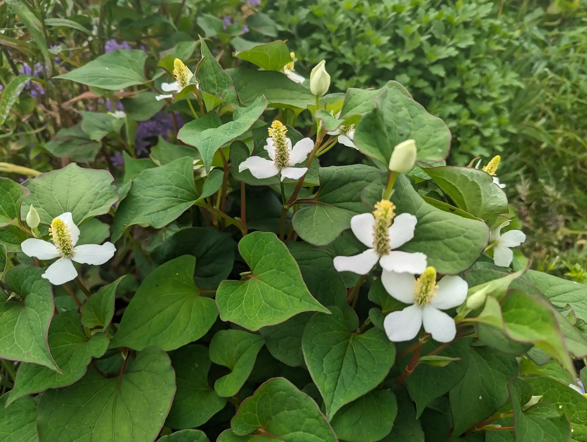 Best Houttuynia Cordata Oil for Natural Antimicrobial Use