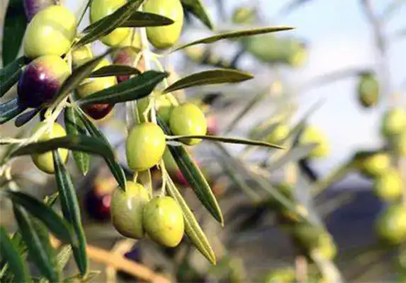 Olive Leaf Powder Manufacturing Plant: High Capacity, High Return