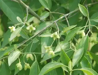 What is the Benefit of Quillaja Extract?