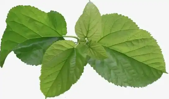 സോഡിയം കോപ്പർ ക്ലോറോഫിലിൻ എന്തിനുവേണ്ടിയാണ് ഉപയോഗിക്കുന്നത്?